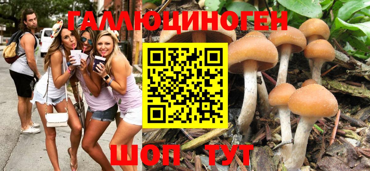 Псилоцибиновые грибы Cubensis Шали